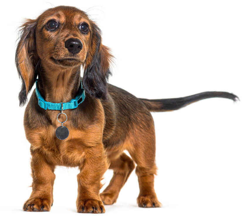 Brown Dachshund Standing