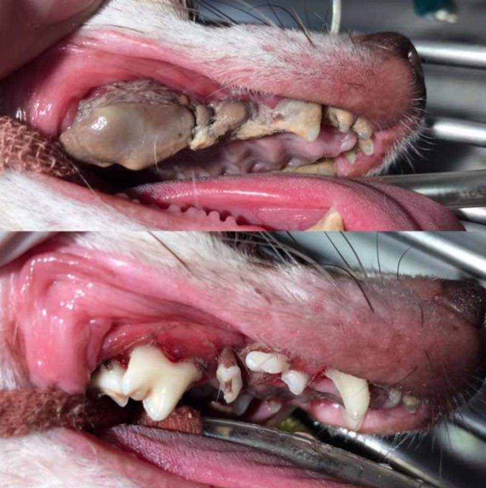 Dog Dental Before After
