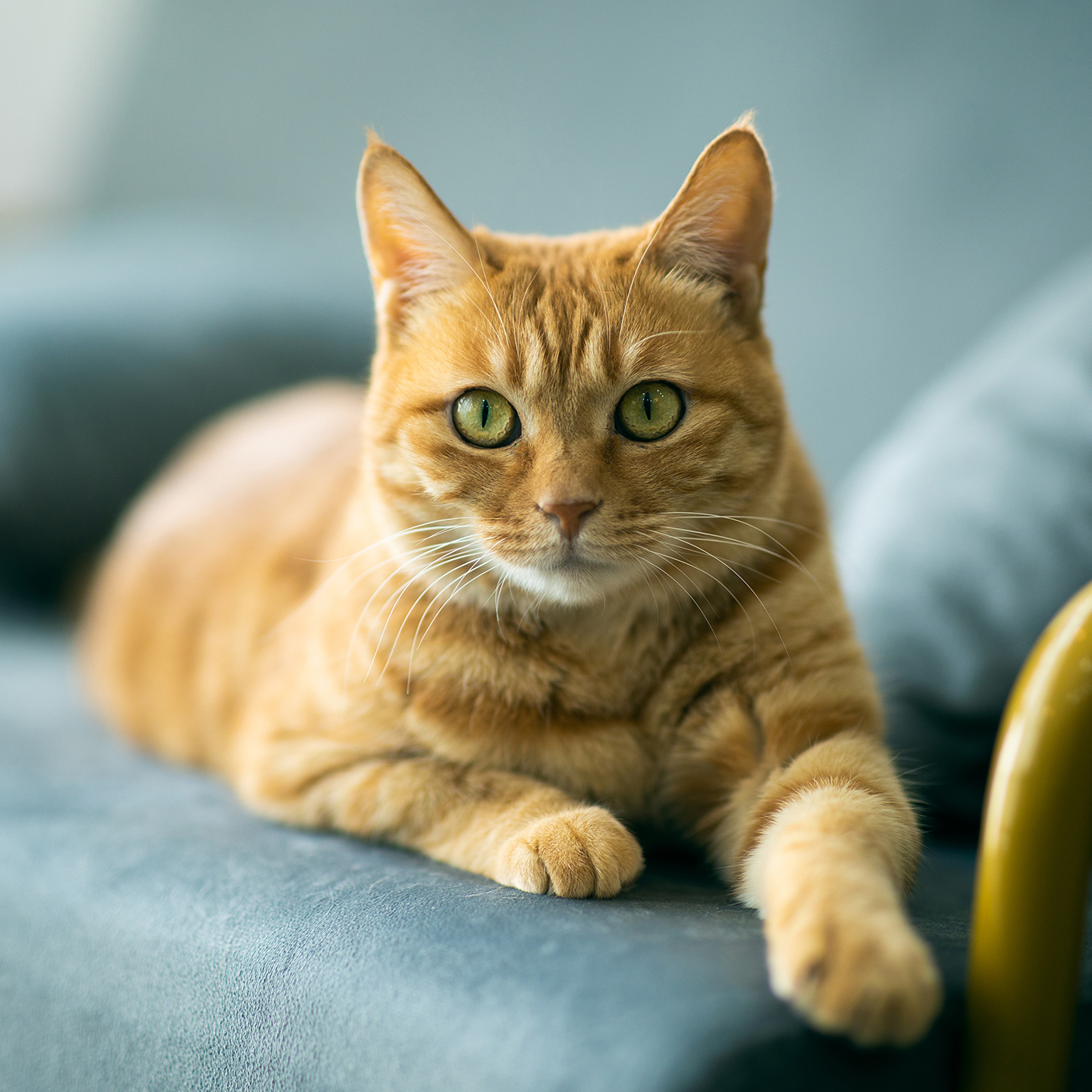 Pet Spay and Neuter in Omaha, NE American Animal Hospital