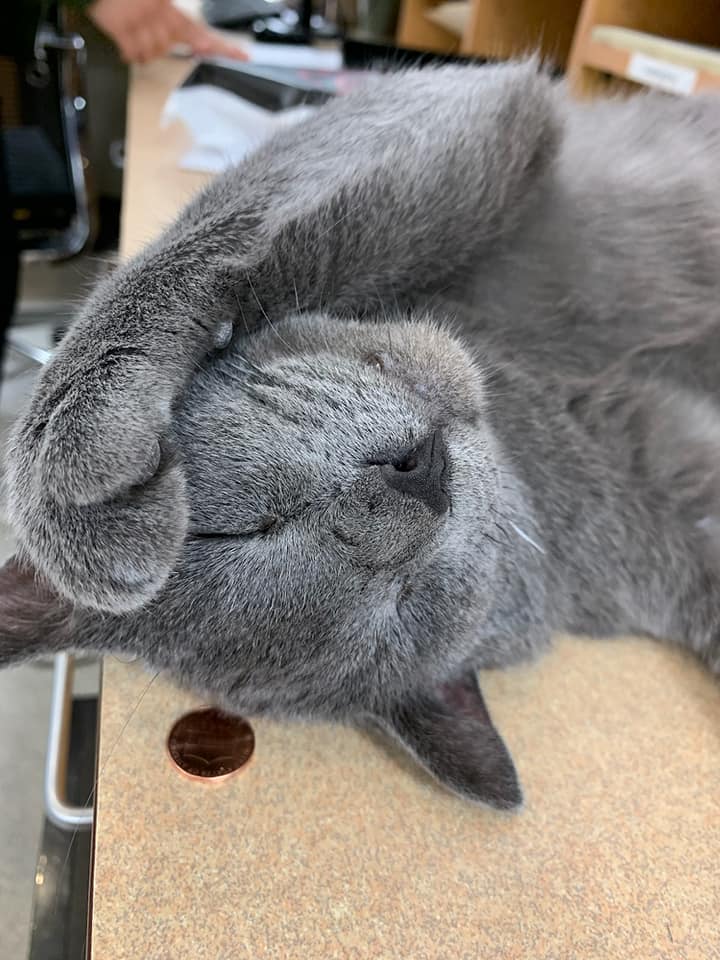 Cat & Dog Vaccinations in Omaha, NE American Animal Hospital