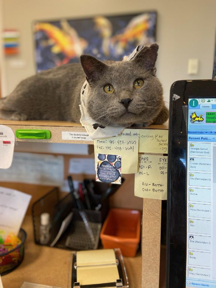 Gray Cat On Desk