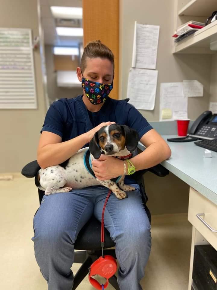 Advanced Surgery for Dogs and Cats in Omaha, NW American Animal Hospital