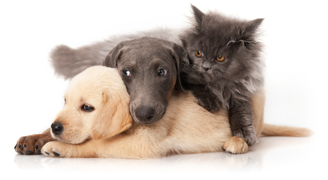 Kitten Puppies Playing Together