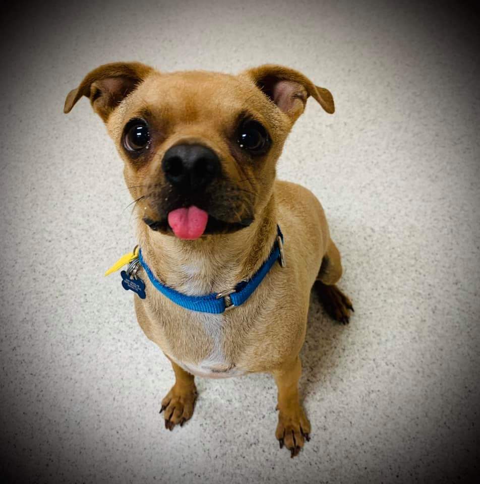 Cat & Dog Teeth Cleaning in Omaha, NE American Animal Hospital