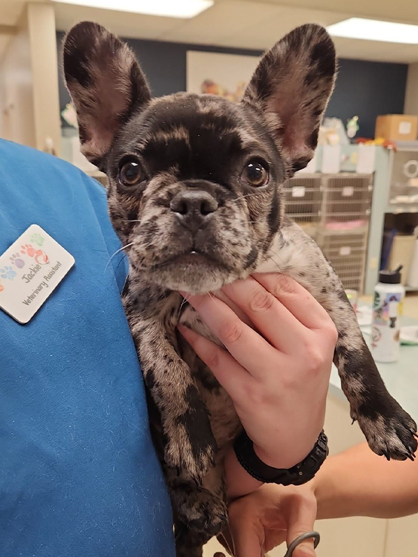 team member holding spotted french bulldog
