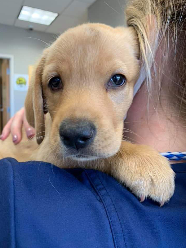 light brown Labrador puppy