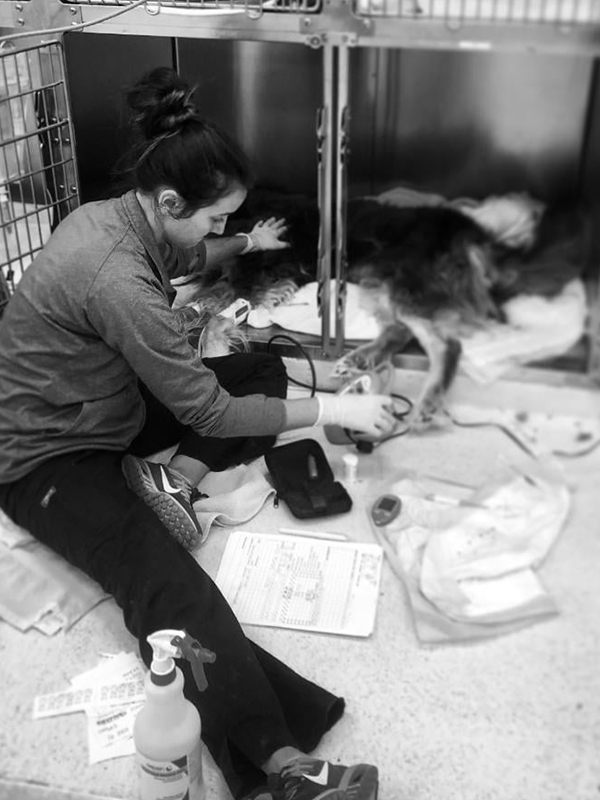 female checking stats on a dog