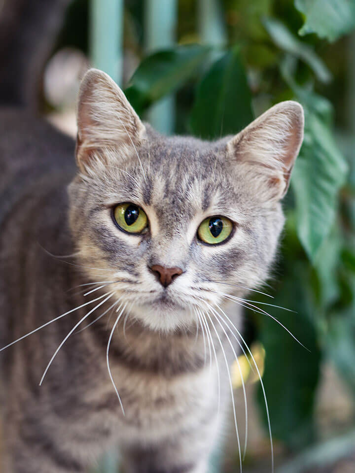 Pet Microchipping in Omaha, NE American Animal Hospital