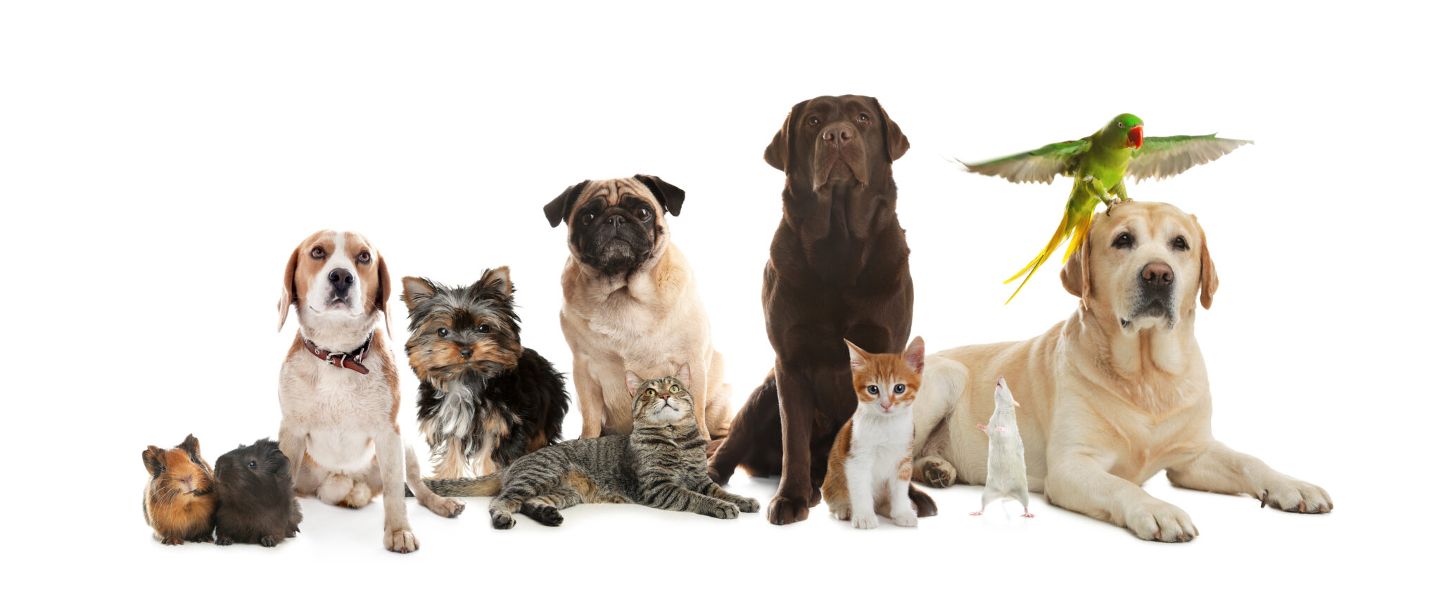 Group Of Cute Pets On White Background. Banner Design