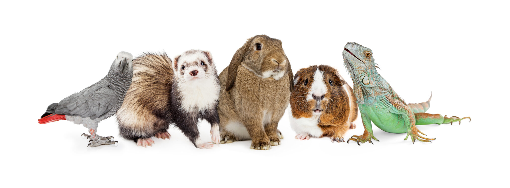 Group Of Small Domestic Pets Over White