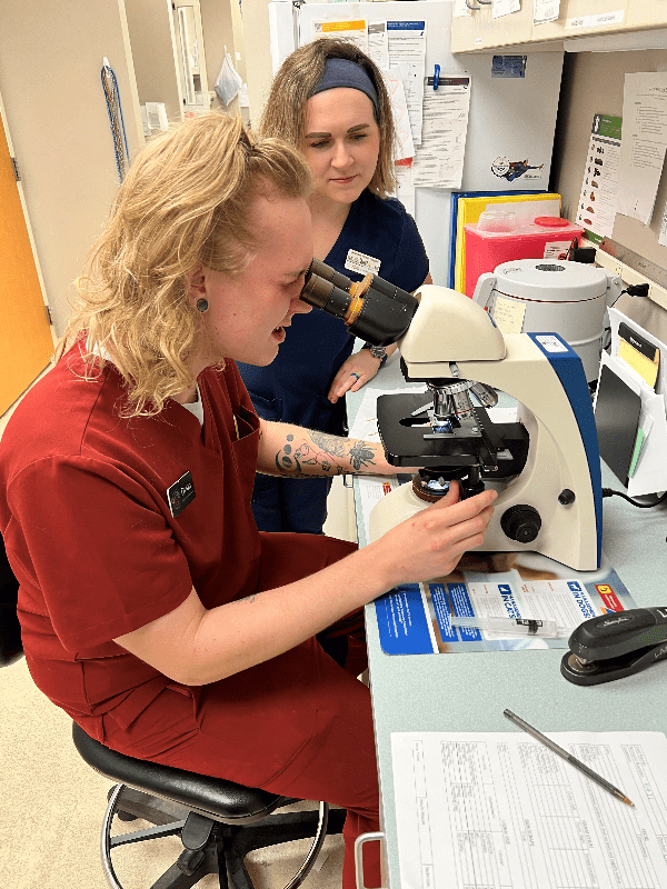 staff member looking through microscope