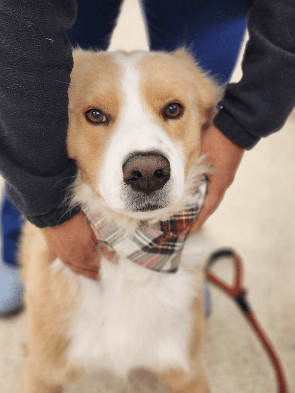 white and brown medium sized dog