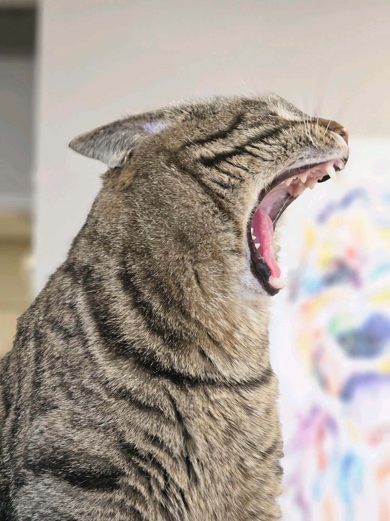 Cat Yawning