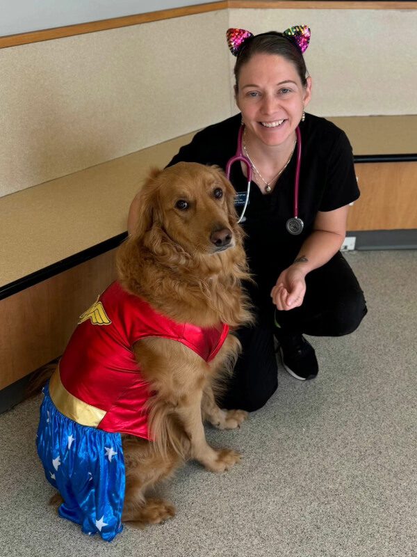 Golden Retriever Wearing Wondering Woman Costume