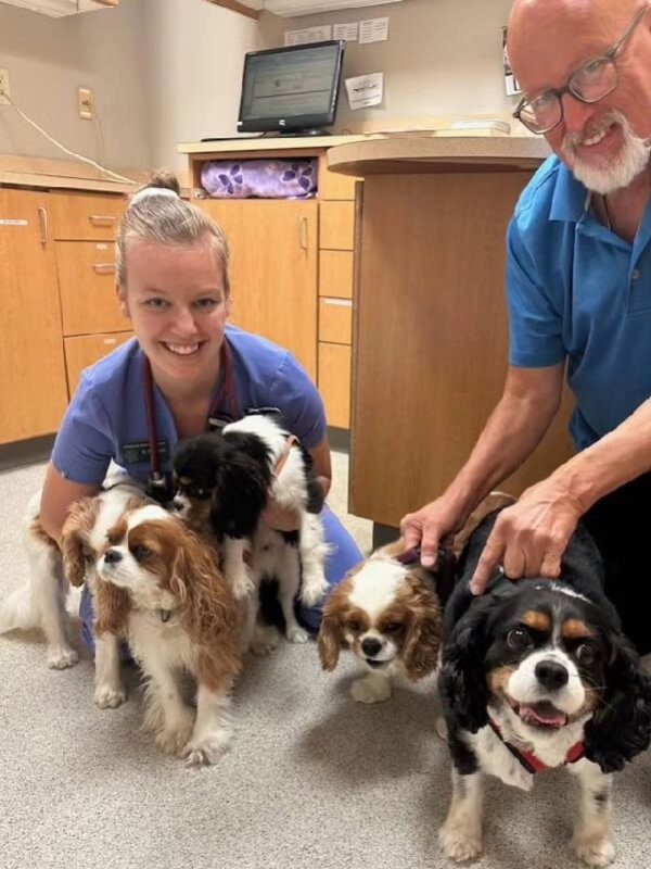 Male And Emale Posing With Several Cocker Spaniels