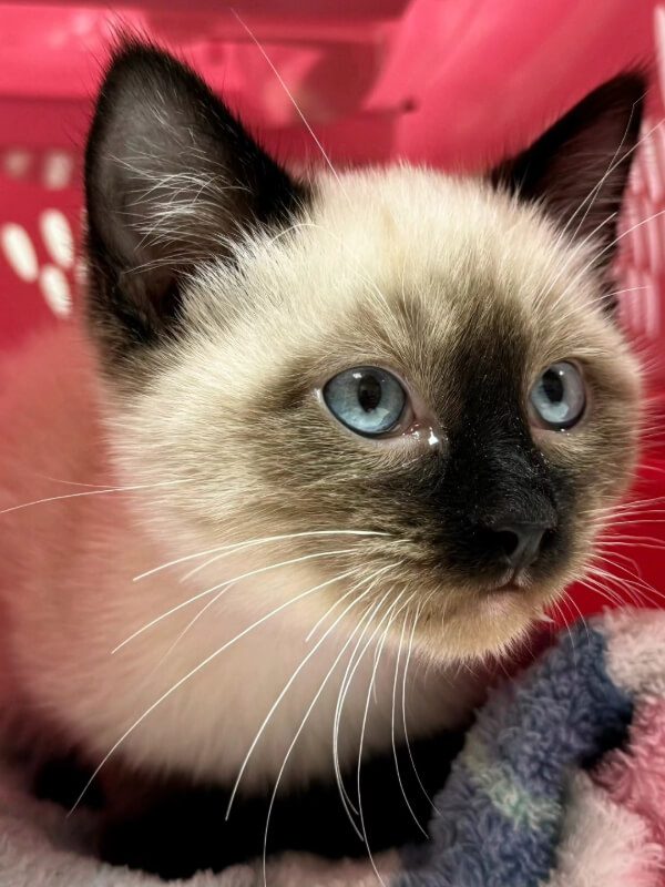 Blue Eyed Cat Inside Pink Carrier