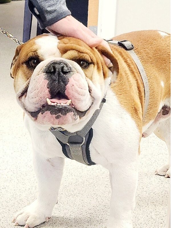 Bull Dog Posing For Picture
