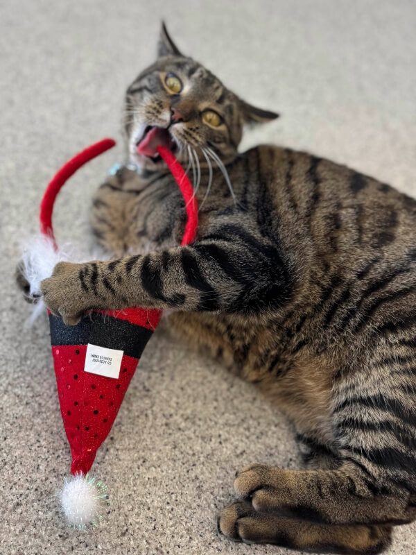 Cat Chewing On Santa Headband