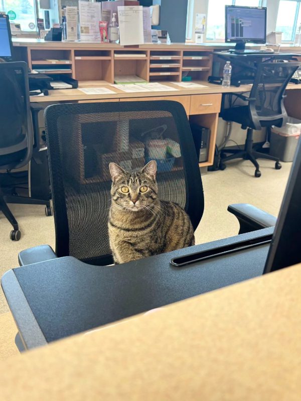 Cat Sitting At Computer Chair