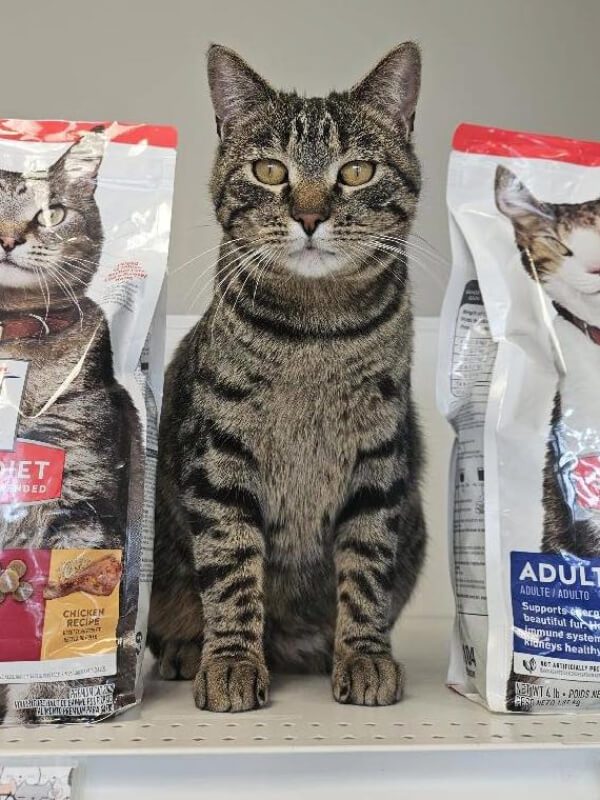 Cat Standing Between Bags Of Cat Food