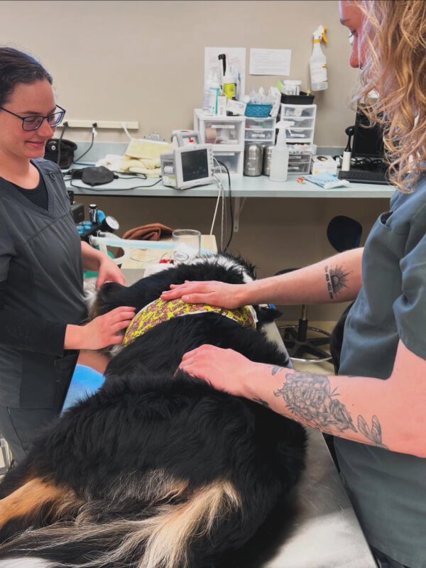 Dog Laying On Examination Table