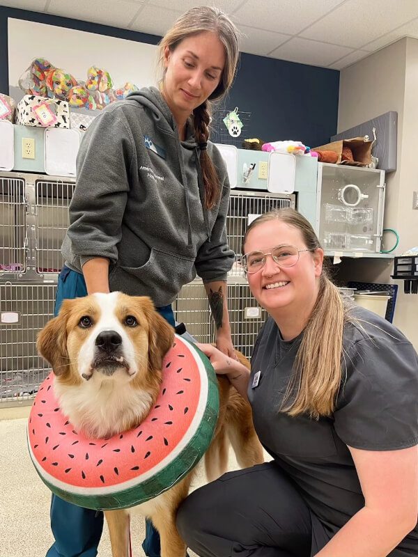 Dog Wearing Watermelon Neck Donut