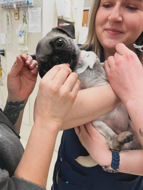 Female Giving Pug A Treat