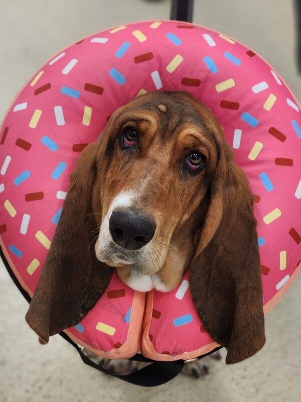 Hound Wearing Donut Neck Pillow