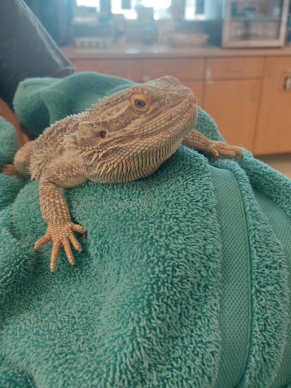 Lizard Laying On Blue Towel