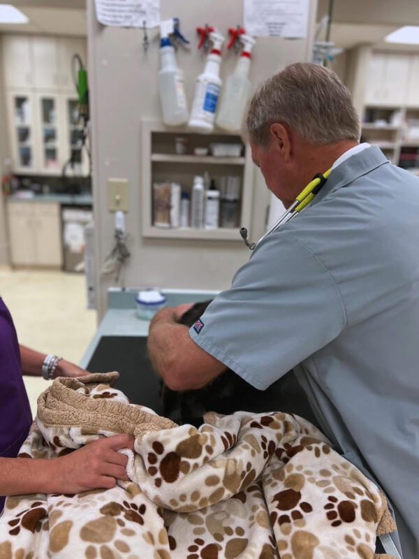 Male Doctor Examing Pet Wrapped In Paw Print Blanket