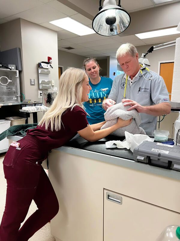 Male Doctor Examing Pet