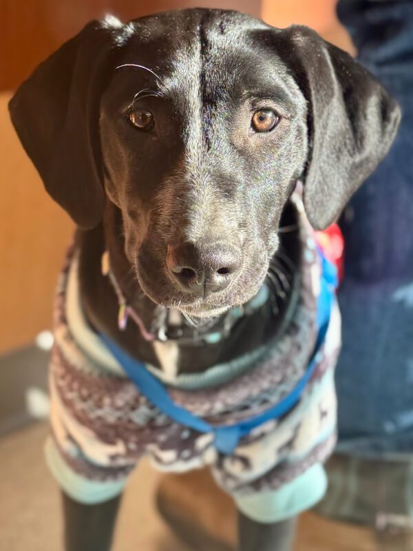 Small Black Dog Wearing Sweater