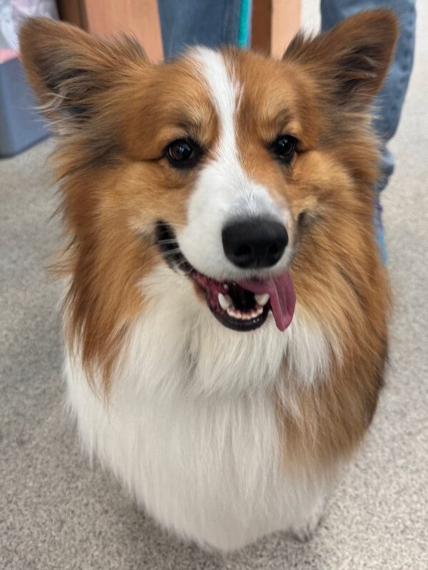Small Dog Sticking Out Tongue