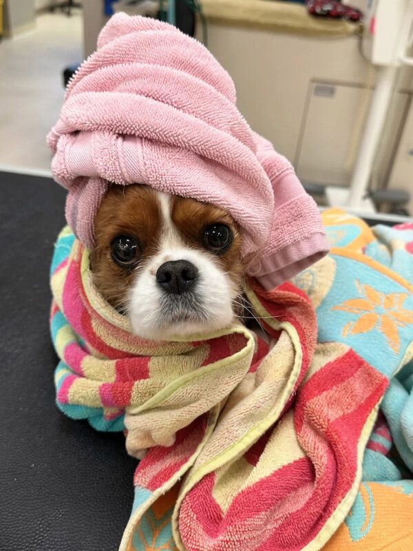 Small Dog Wrapped In Towels