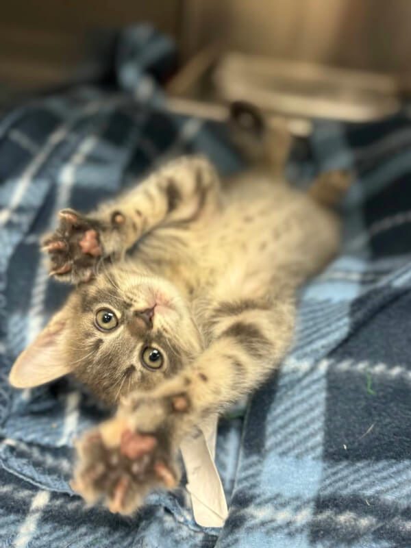 Small Kitten Laying On Blue Flannel Blanket