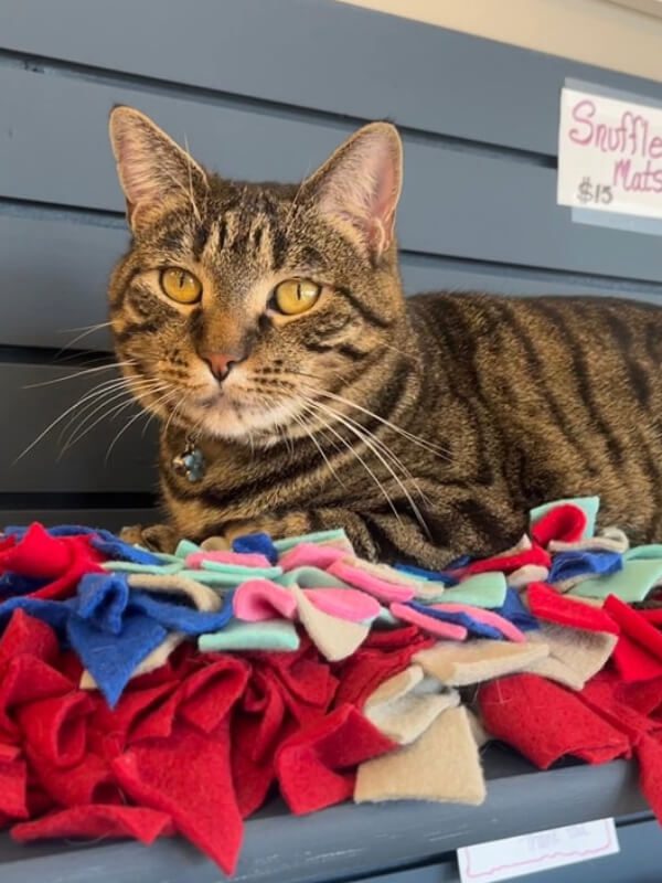 Striped Cat Laying On Homemade Blanket