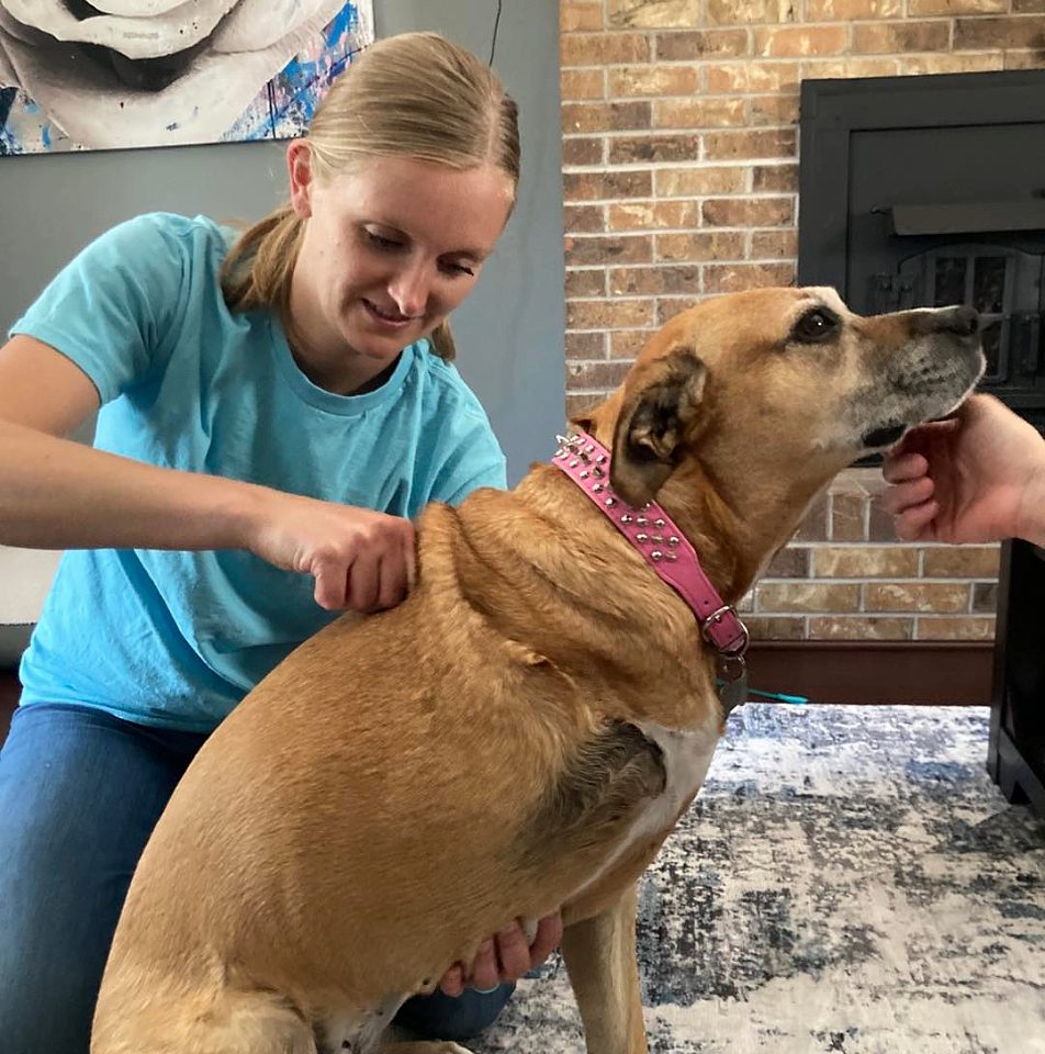 female performing chiropractic care on dog