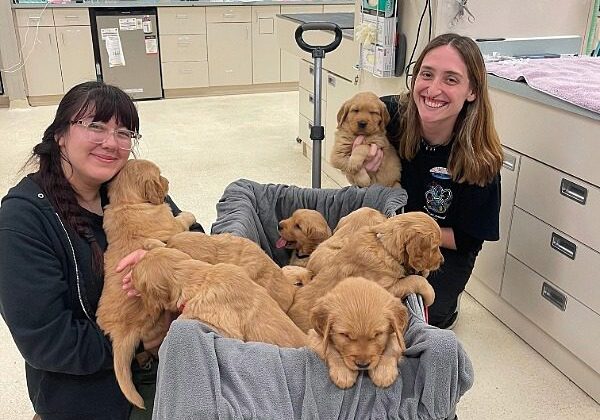 2 female team members posing with Golden Retriever puppies Puppies