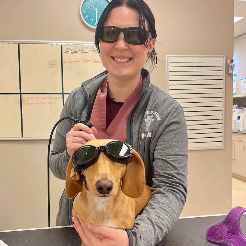 Female conducting Laser Therapy on a brown Dachshund