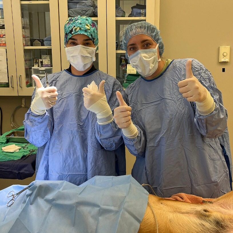 female veterinarians preparing for surgery