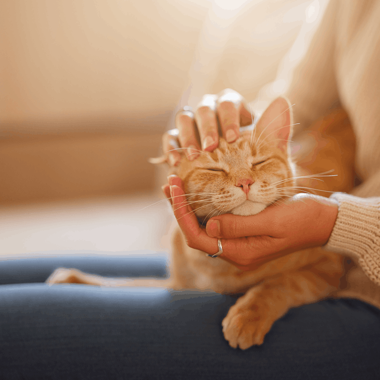 Cat Being Held Sun