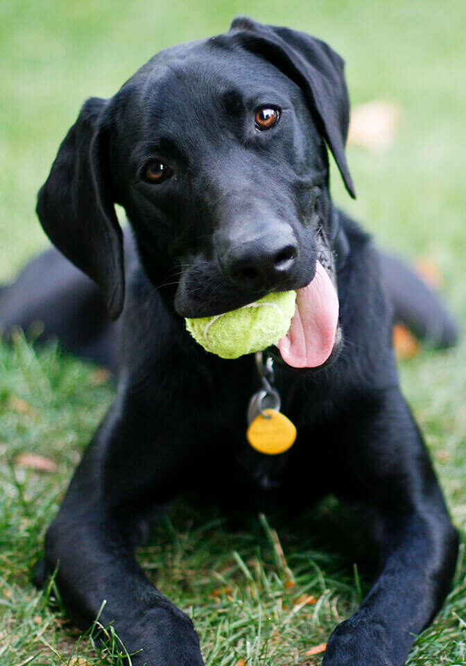 Dog With Ball