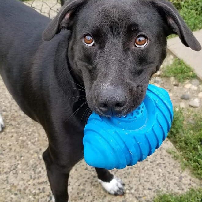 Dog With Blue Toy