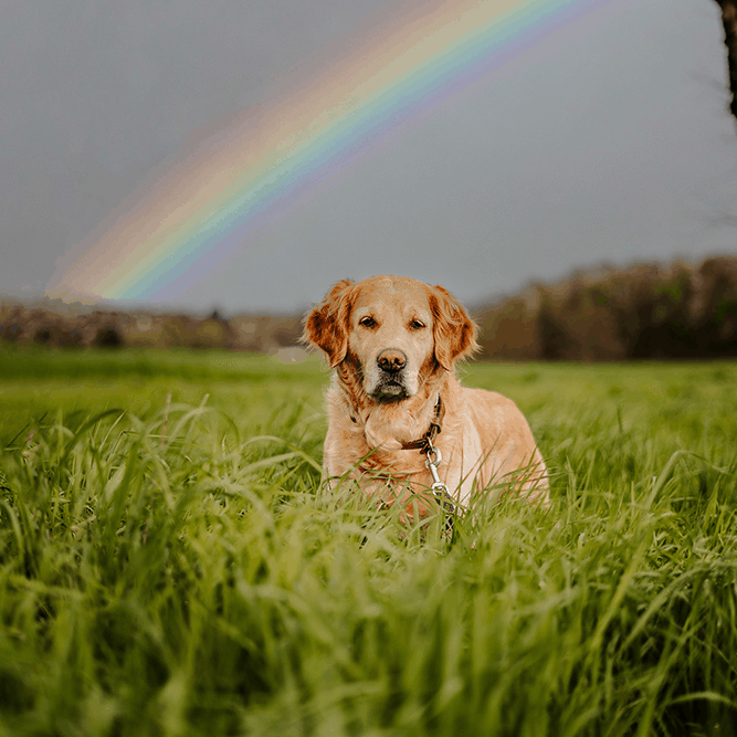 Dog With Rainbow