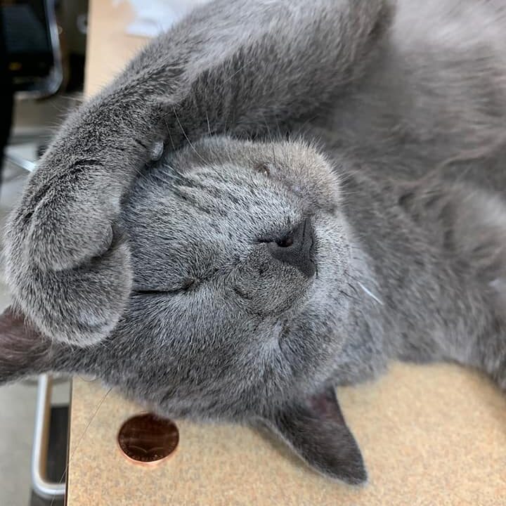 Gray Cat Hiding Face