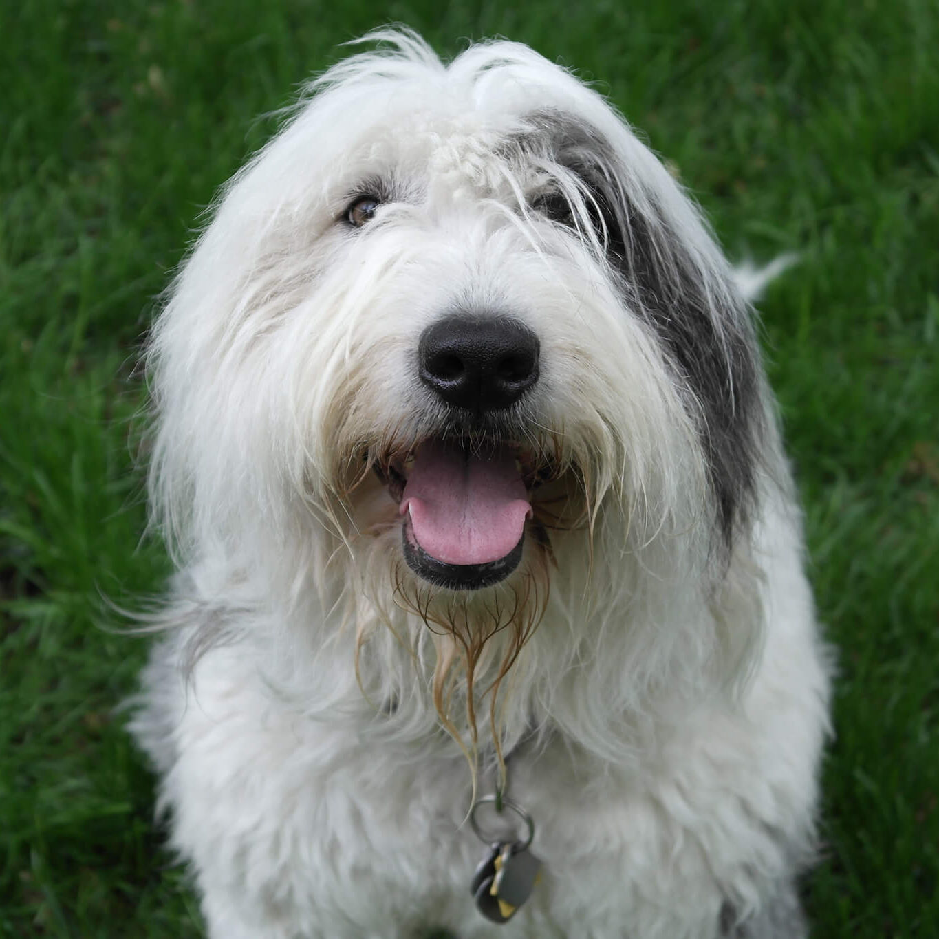 Long Haired White Dog