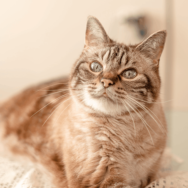 Senior Cat Eyes