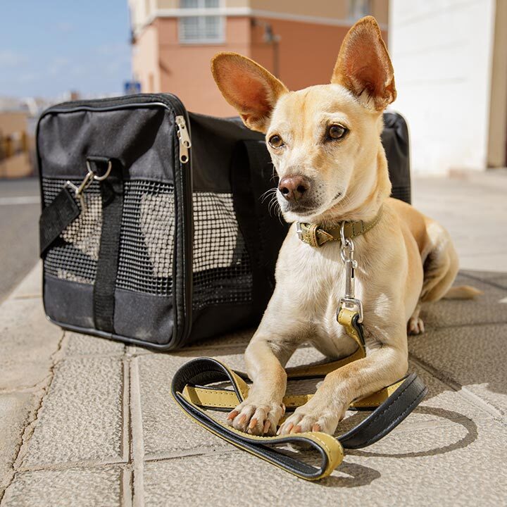 Small Dog Sitting Next To Flexible Crate Outside Small Dog Sitting Next To Flexible Crate Outside