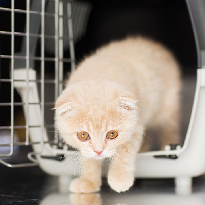 Small Orange Kitten Walking Out Of Crate Small Orange Kitten Walking Out Of Crate