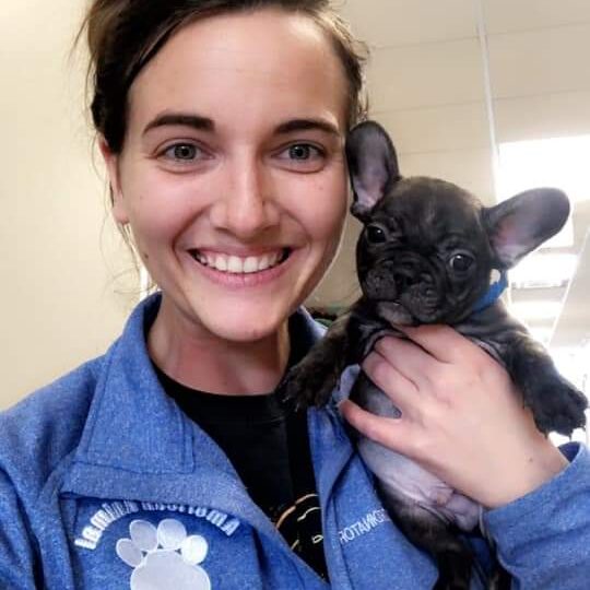 Staff Holding Black French Bulldog